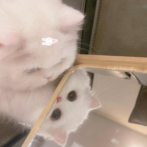 麦小兜-甜了个蜜(翻自麦小兜/校长)（静静 remix）