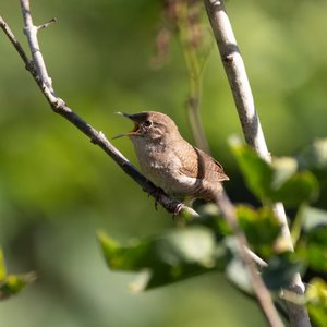 《摇出满天星》