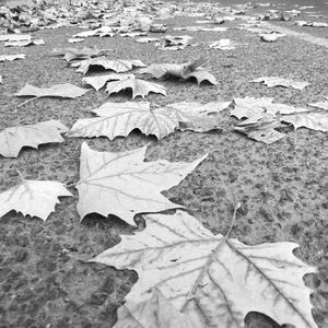 抱着吉他的姑娘