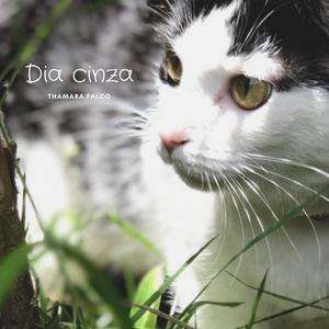 Dia cinza