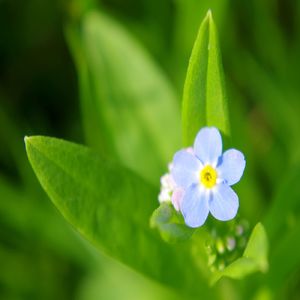 忘れ花 (feat. ナクモ & めろう)