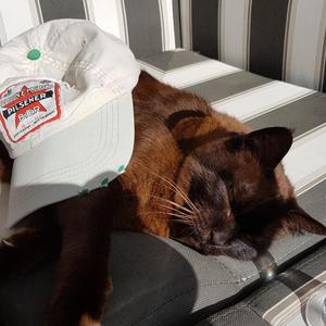 Lawyers and Associates