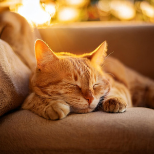 Música Suave Para La Gracia