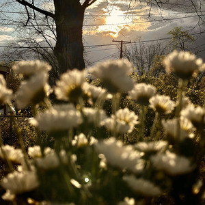 Focus (Artist's Cut)