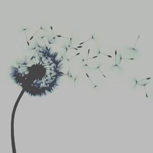 被风吹散的蒲公英