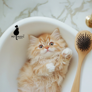 Cat Grooming