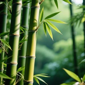 第57次取消发送(烟嗓版)(Cover)