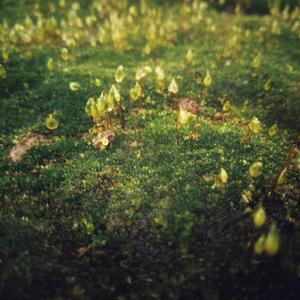 Said The Sky / Wisp X / 折戸伸治-Said The Sky / Wisp X / 折戸伸治 - Dew (朝の水)/Hide潮鳴り`（Said The Sky / Wisp X / 折戸伸治 / nadiak remix）