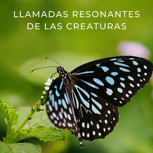 Refinamiento Relajante