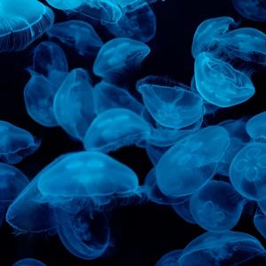 Too4real (with Miki Shimada)