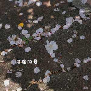 寒梅落尽 (八音盒)