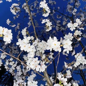 最后只剩晚安 没有我们