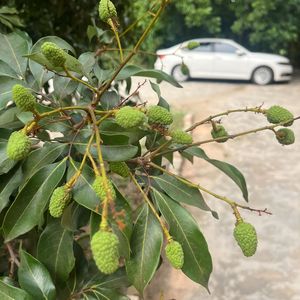 风在唱