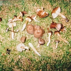 ハードモード・ガール