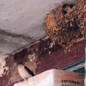 小燕与家雀 伴奏