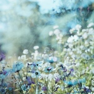 멍뭉이의 낮잠송