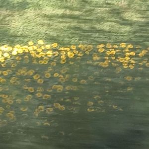 氟西汀(Prod EVOMUSIC)