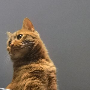 好想你_元气少女赛罗