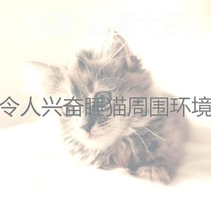 温和睡猫梦想