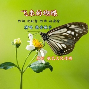 飞来的蝴蝶