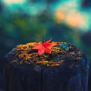 龙兰花的神话-整曲