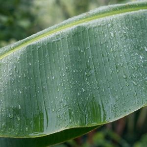 芭蕉树下躲雨Vol.9