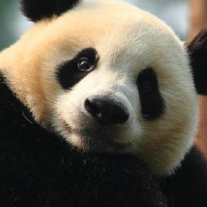 情人咒（翻自 阿云嘎）