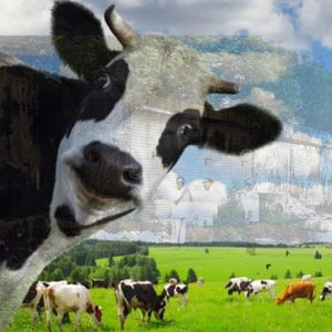 那天我们只是想去抱一下奶牛