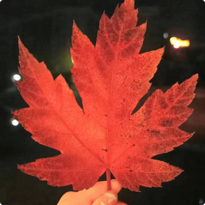 我想你，但请别爱我