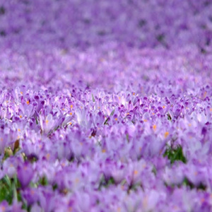 春よ、来い (ピアノカバー）