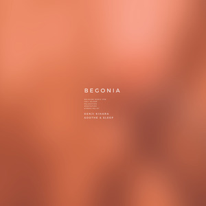 Begonia