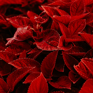 Tera Dil Mera Paas Rehne De (Remix)