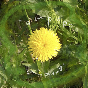 たんぽぽ