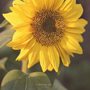 행복한 인사를 건네요