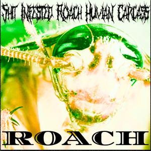 Roach