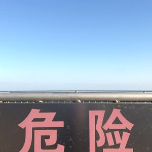 仙人球