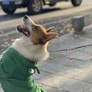 宝宝巴士-两只老虎（虎年特别版）（GTW remix）