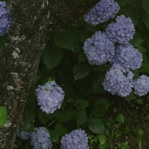 【FREE】LOFI cure beat