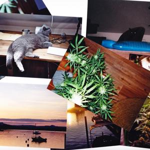 Professional Gumballer