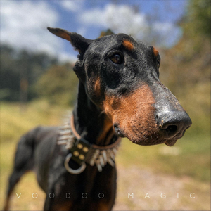 Dobermann