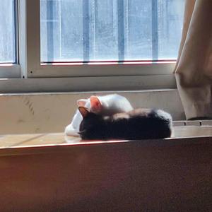 日落大道(新歌声版尾奏-cover 梁博)