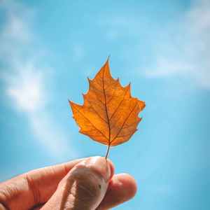 秋叶（纯音乐）