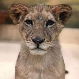 中间（静悄悄）