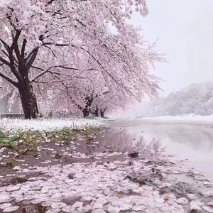 樱，雪和你