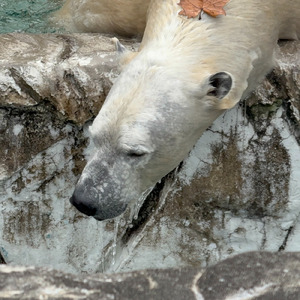 十六弁の閃光 菊一文字