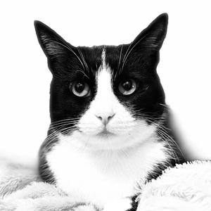 Fantasma de Gata