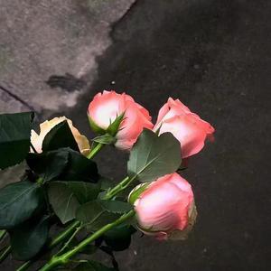 我希望有你的生活