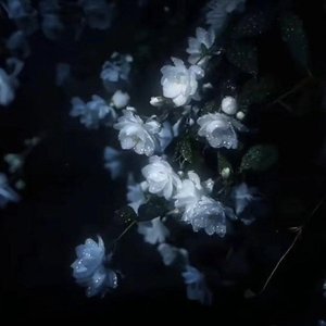 梦月光