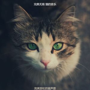 诗意的放松的猫节奏