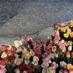 枯萎（feat.Dex）